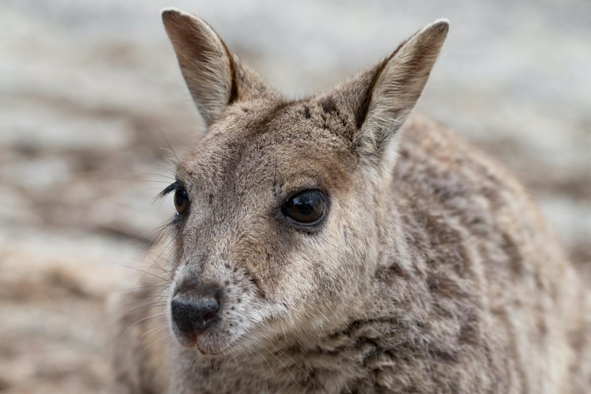 monjon is one of the endangered animals in western australia