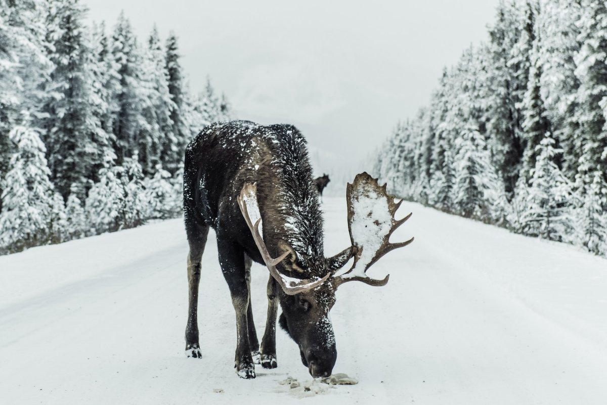 moose is one of the animals in canada that are endangered