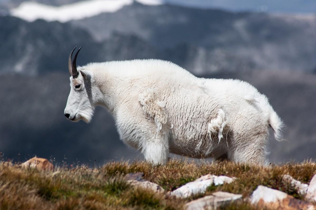 mountain goat is one of the animals endangered in canada