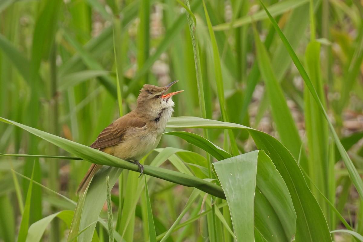 nauru reed warbler is one of the animals in nauru