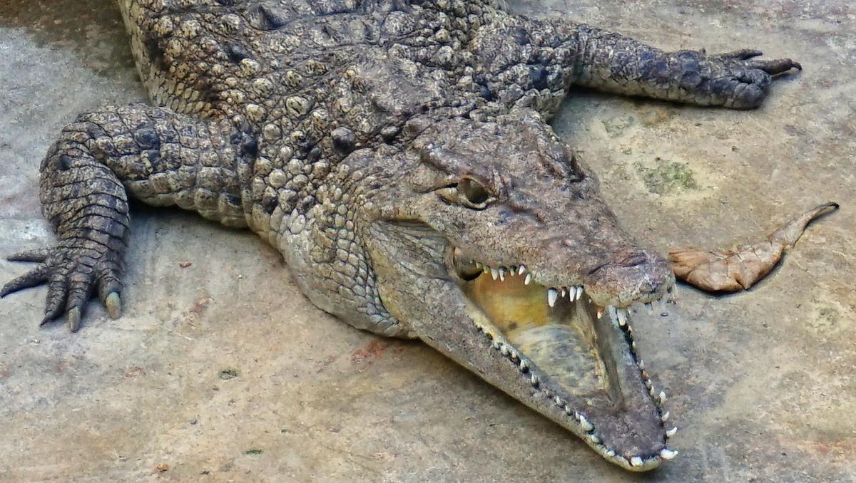 new guinea crocodile
