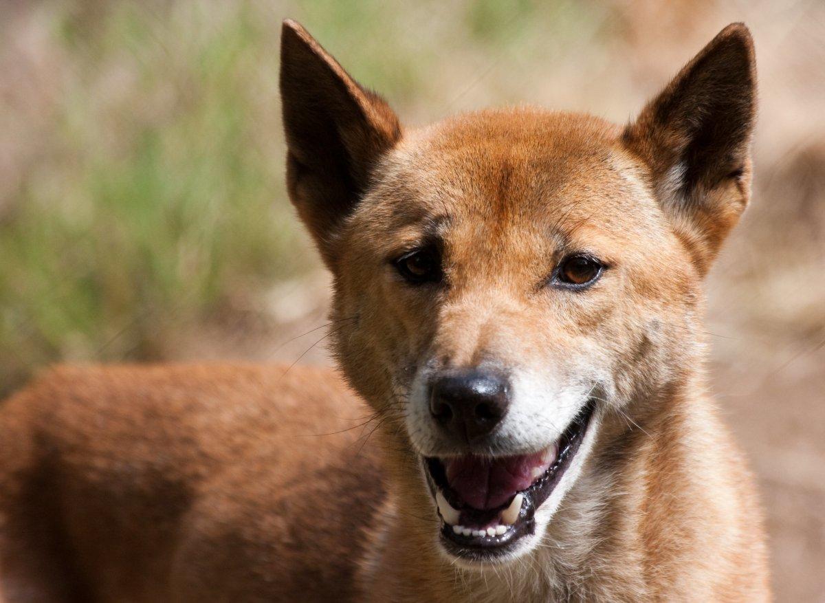 new guinea singing dog