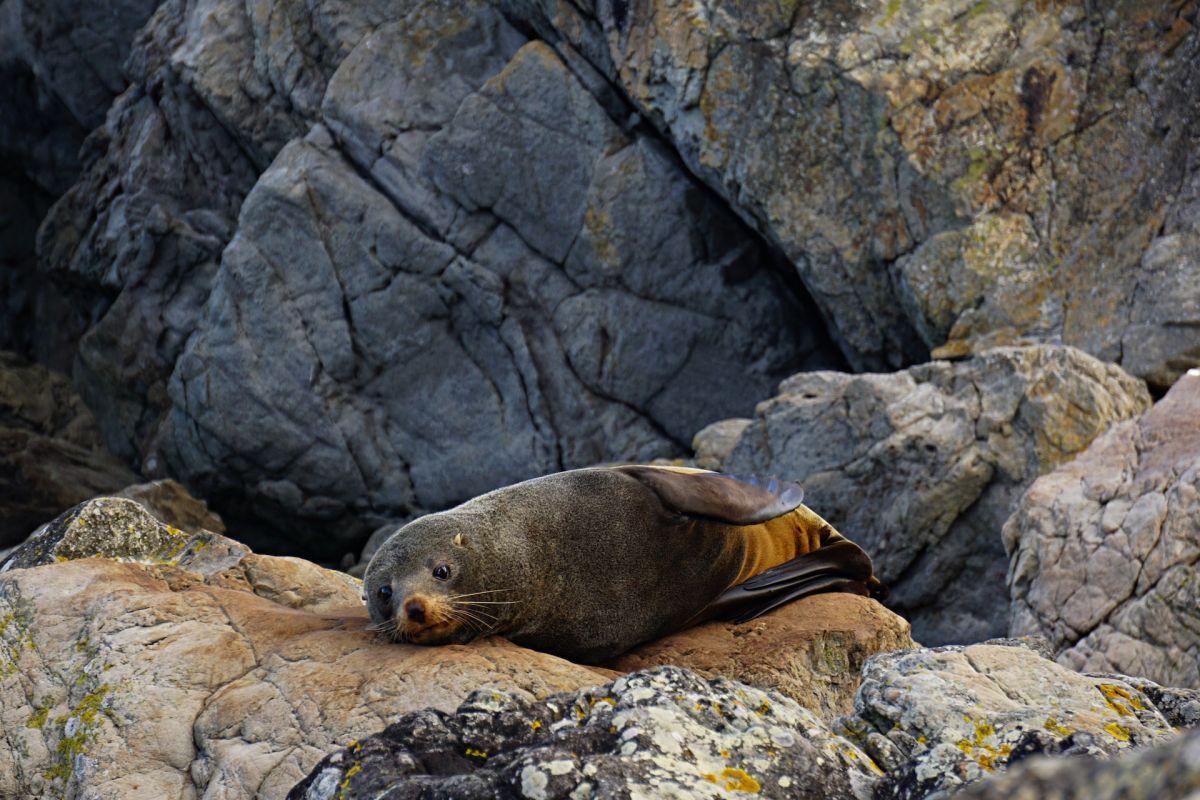 new zealand fur seal is one of the animals native to new zealand
