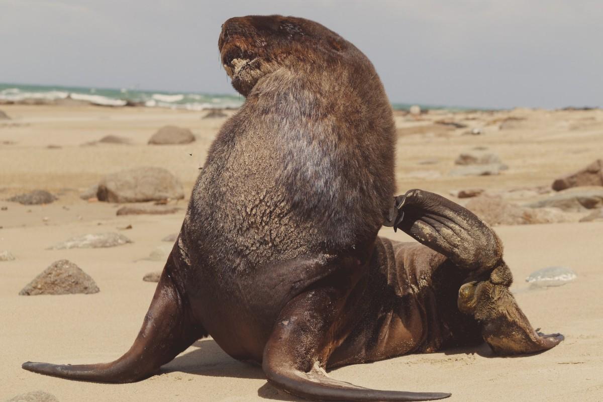 new zealand sea lion