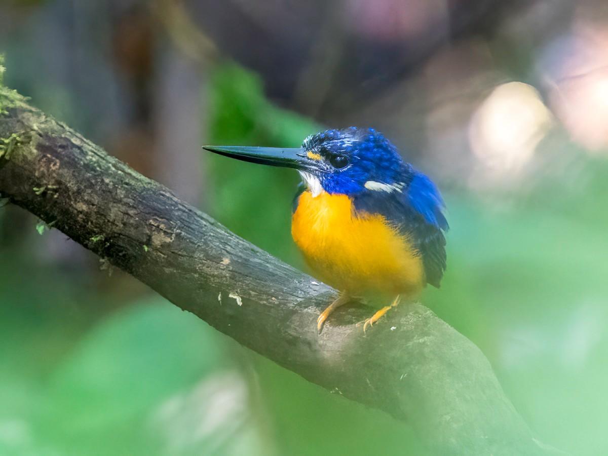 north solomons dwarf kingfisher is one of the animals in solomon islands