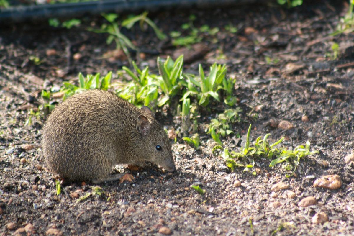 northern brown bandicoot is among the animals native to papua new guinea