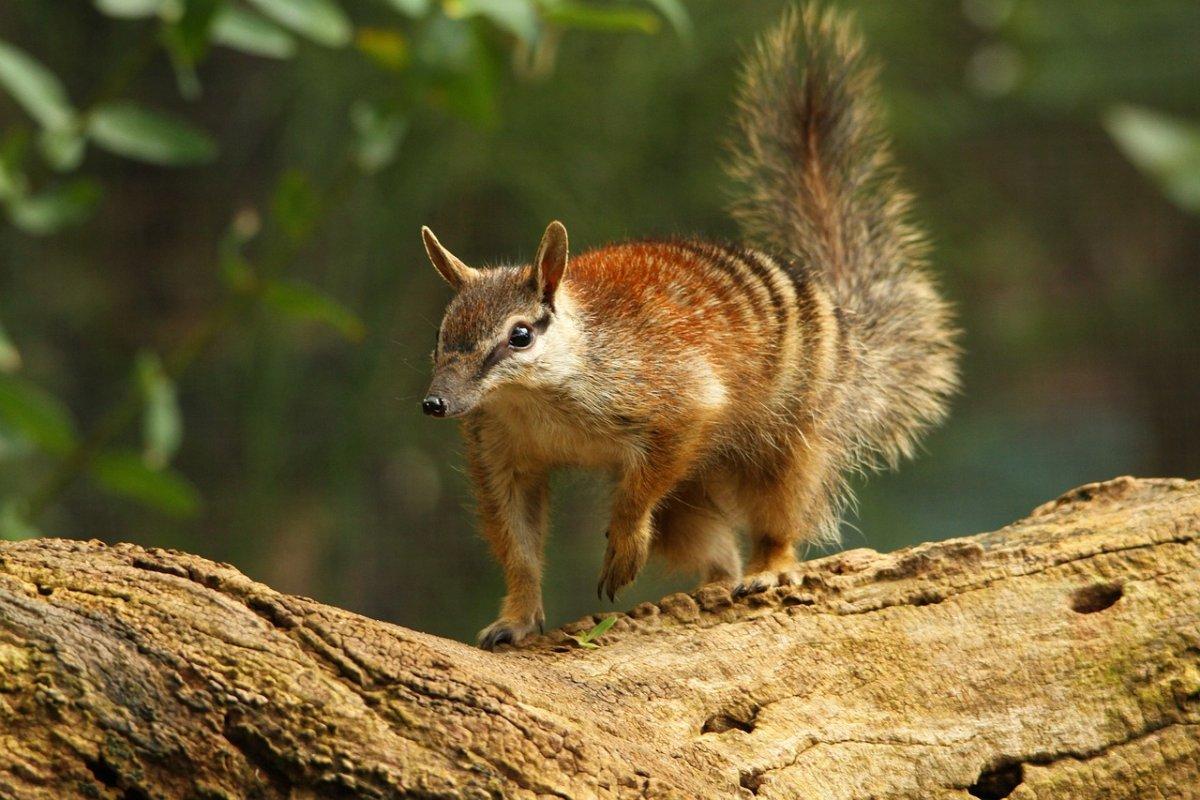 numbat is one of the endangered animals in australia