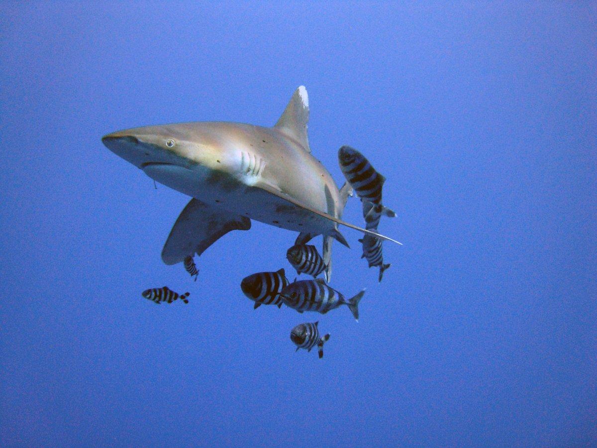 oceanic whitetip shark
