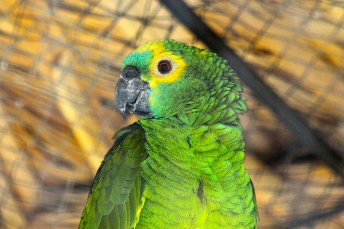 orange-winged amazon is one of the animals in suriname