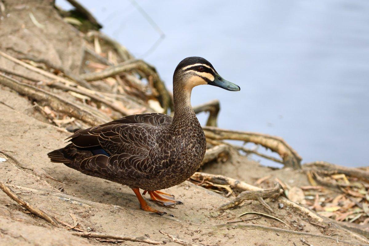 pacific black duck