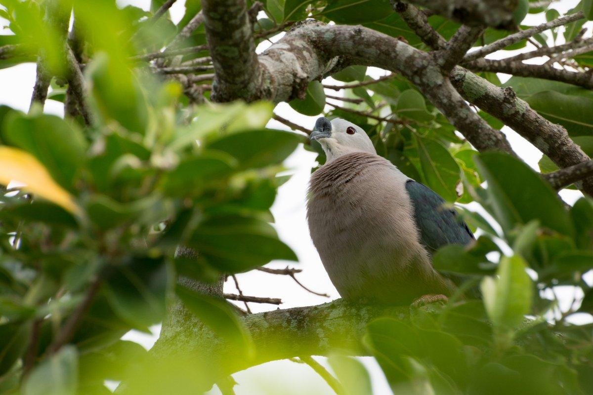 pacific imperial pigeon is one of the animals in tuvalu