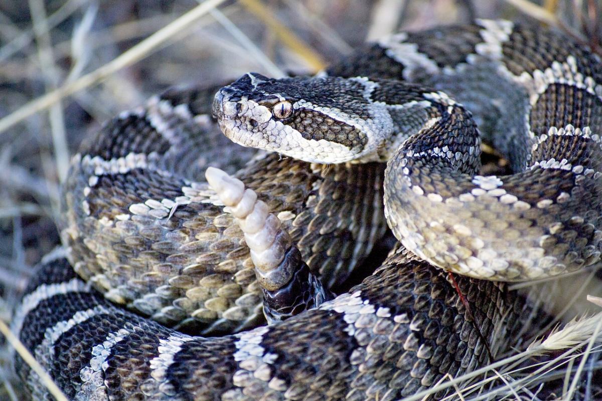 pacific rattlesnake is one of the animals that live in canada