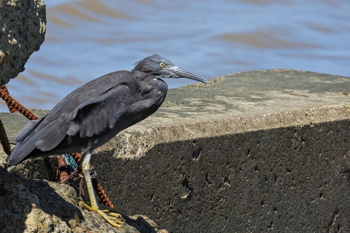 pacific reef heron