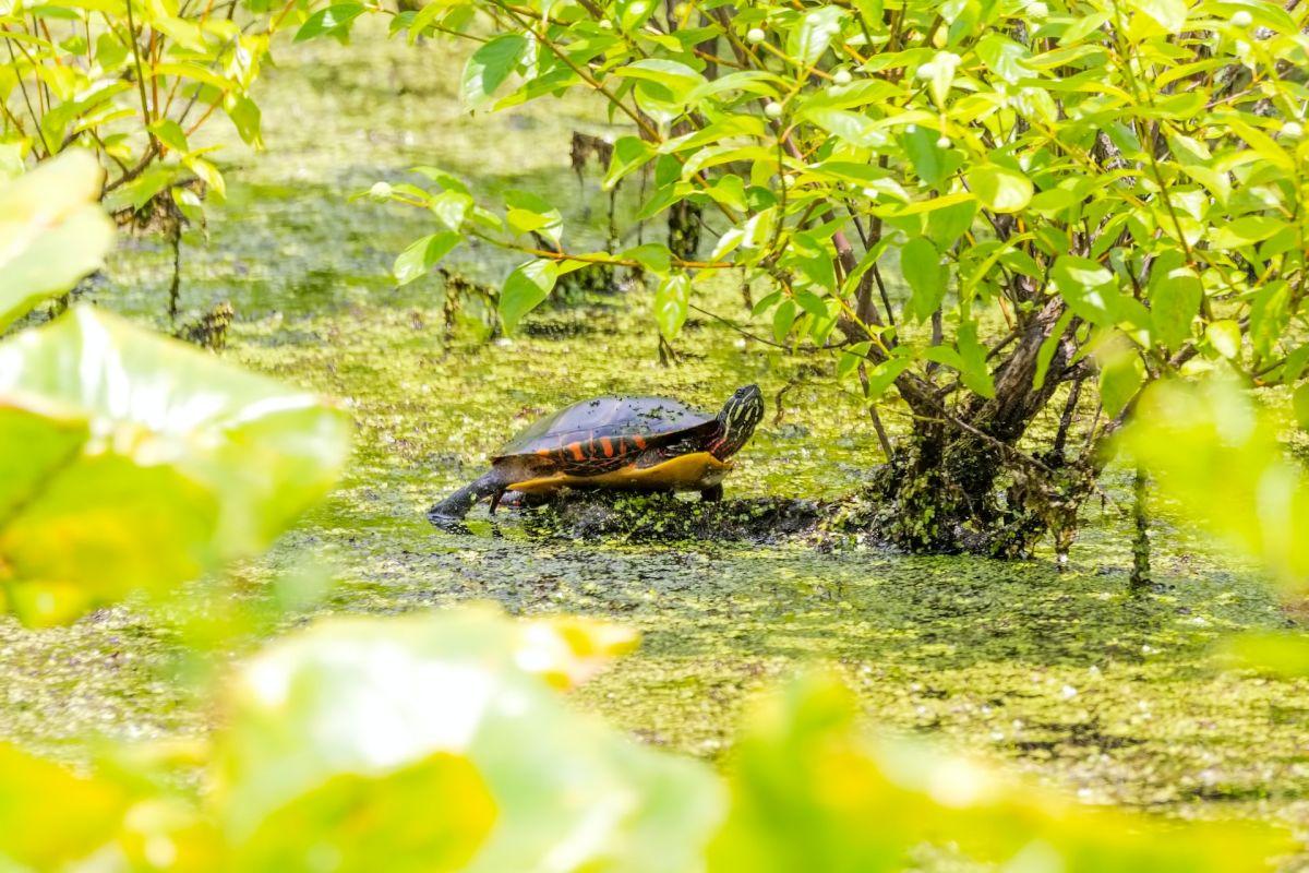 painted turtle is one of the animals of canada list