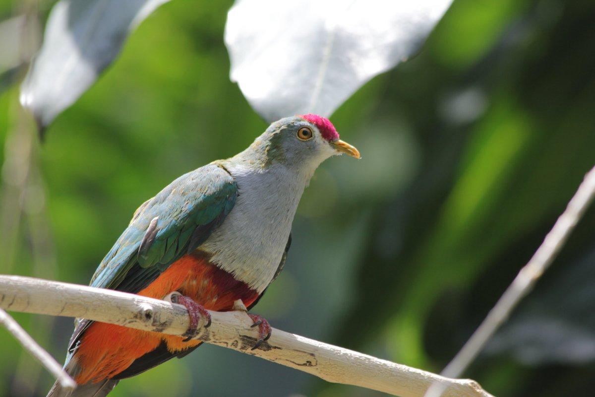 palau fruit dove is palau national animal