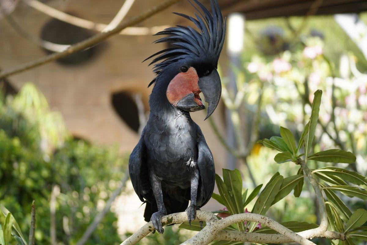 palm cockatoo is among the animals in queensland rainforest