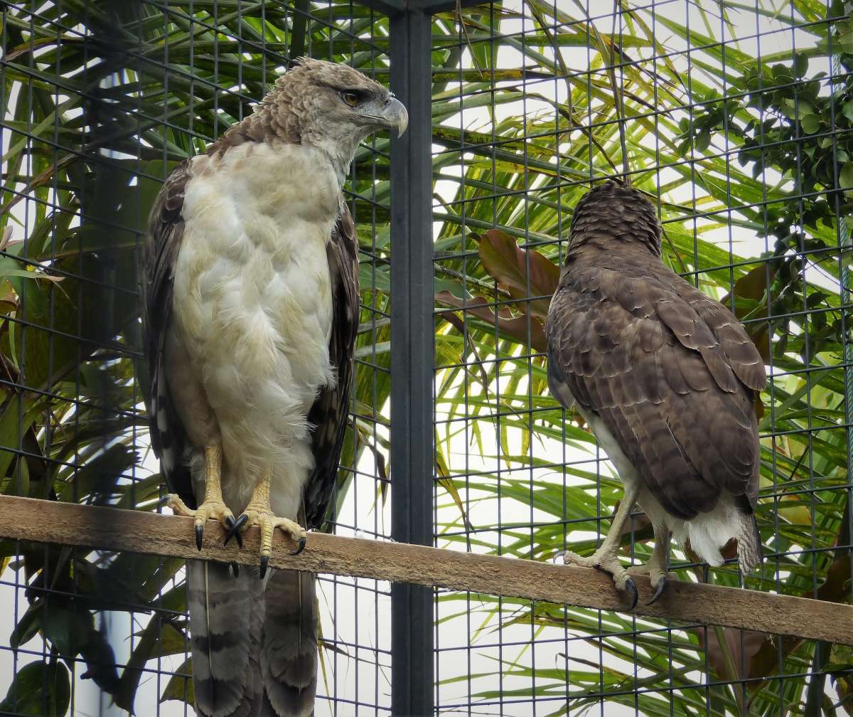 papuan eagle