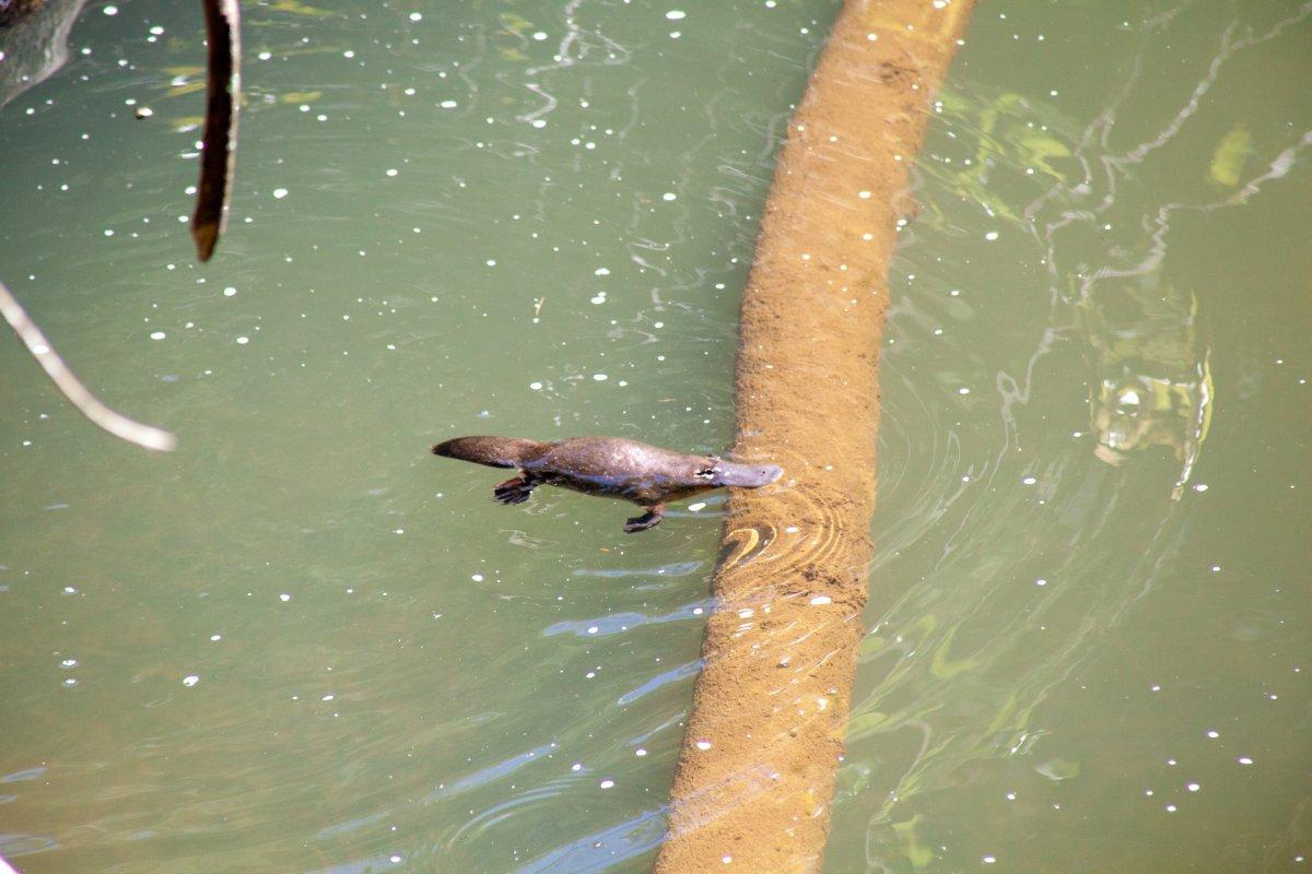 platypus is new south wales state animal