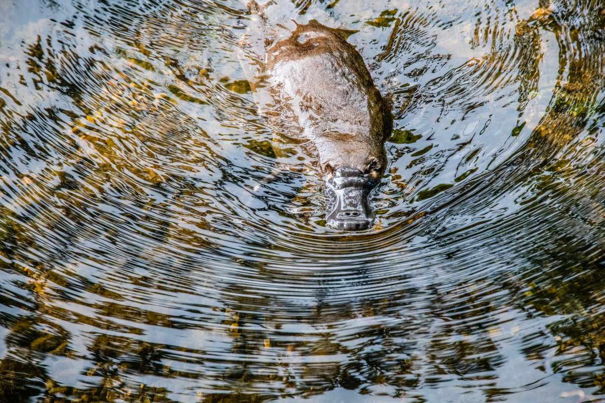 platypus is one of the wild australian animals