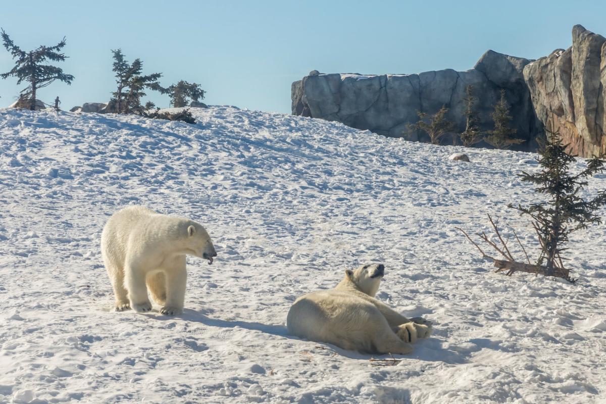 polar bear is among the animals found in canada