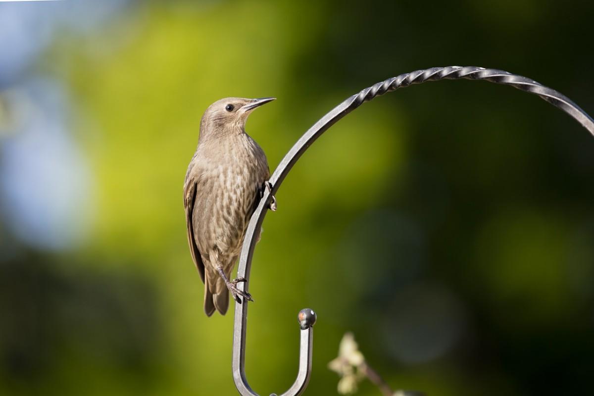 polynesian starling