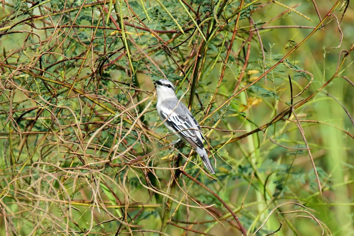 polynesian triller is among the animals in tonga