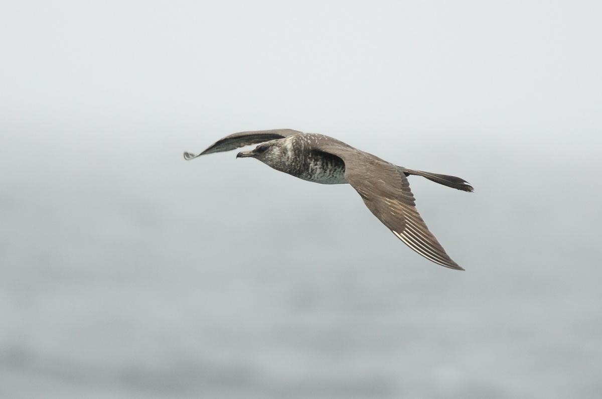 pomarine jaeger is one of the fiji native animals