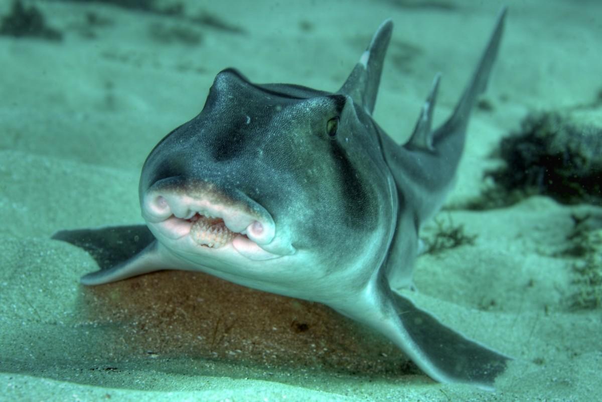 port jackson shark is among the endangered animals in south australia