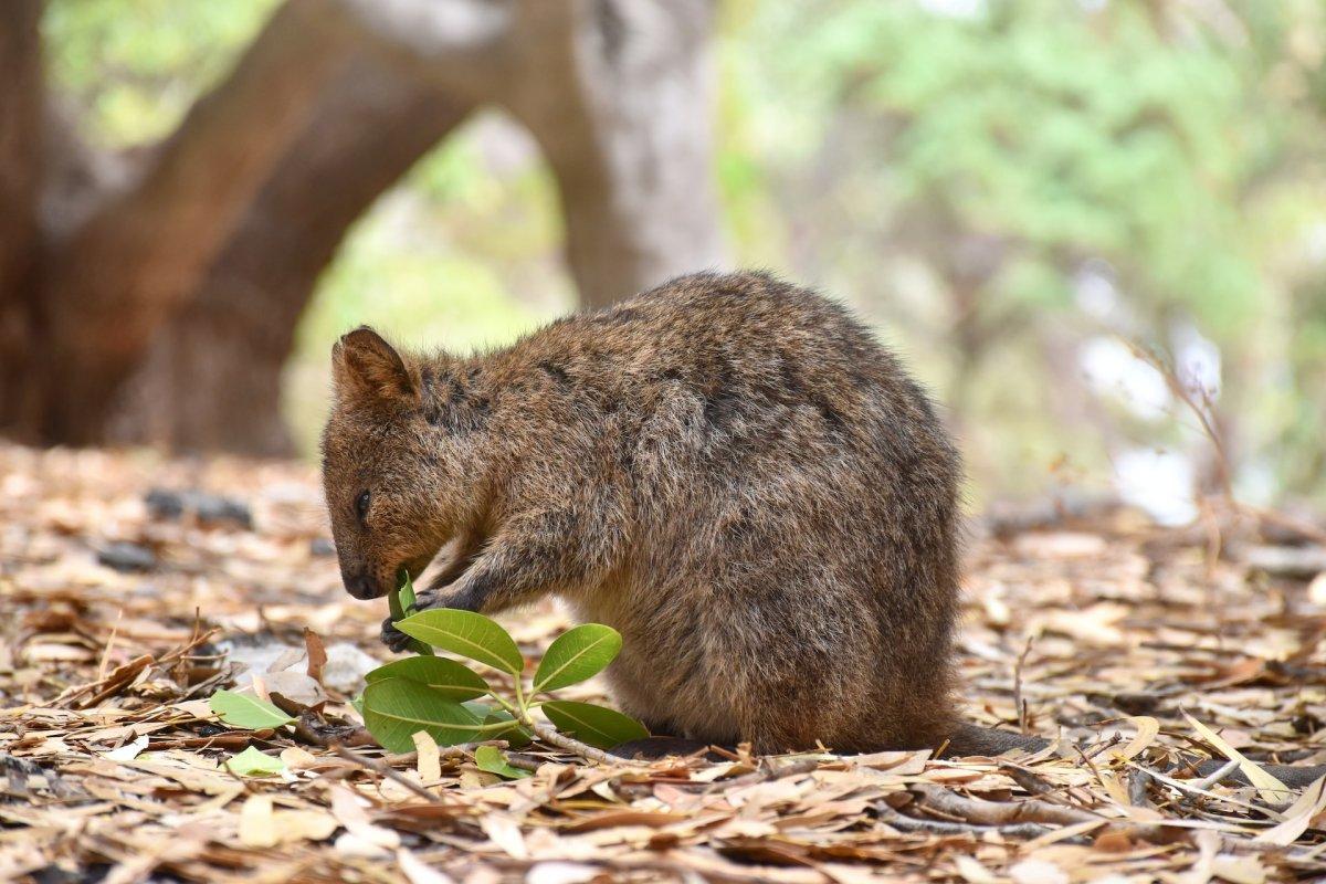 quokka is one of the native animals in western australia