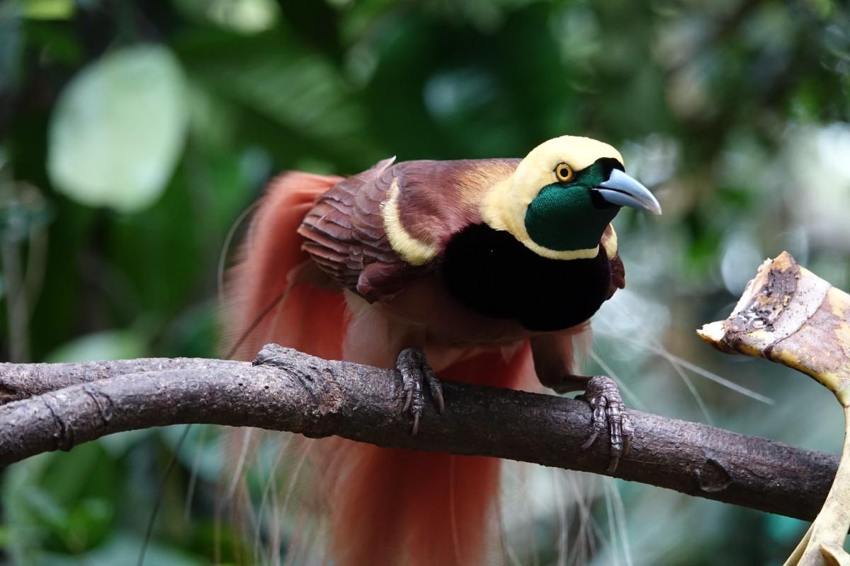 raggiana bird of paradise is one of the papua new guinea rainforest animals