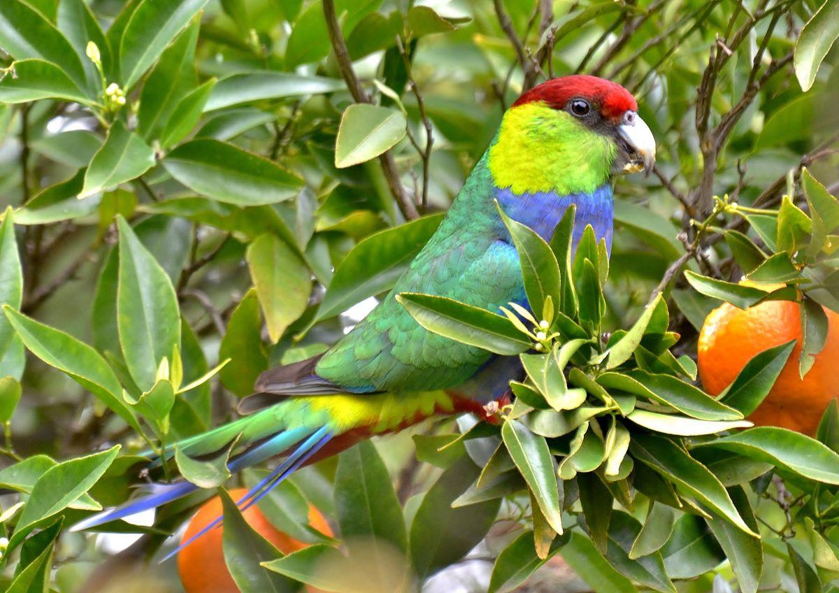 red-capped parrot is one of the native animals to western australia