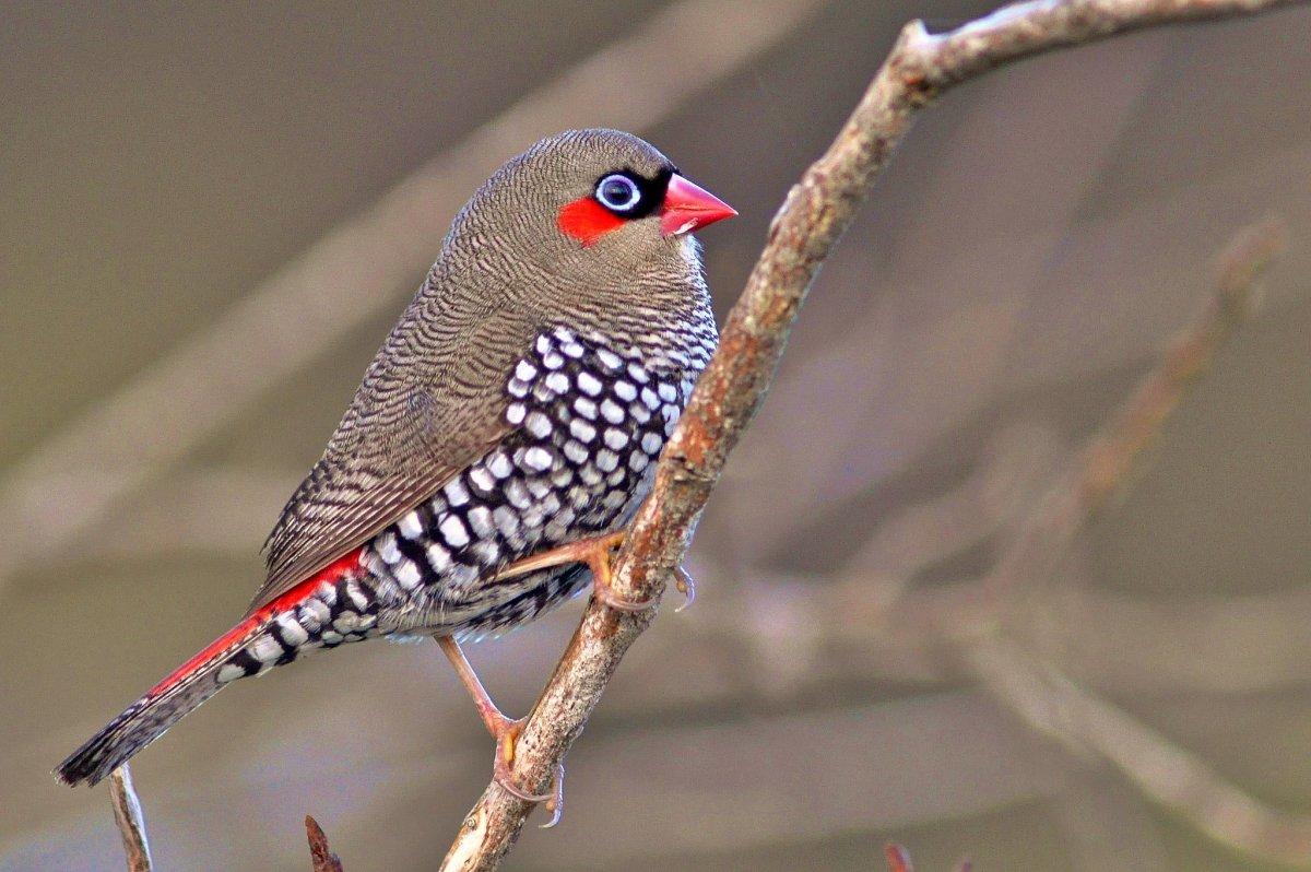 red-eared firetail