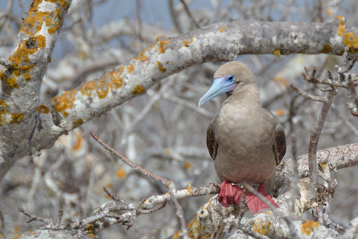 red-footed booby is among the native animals of samoa