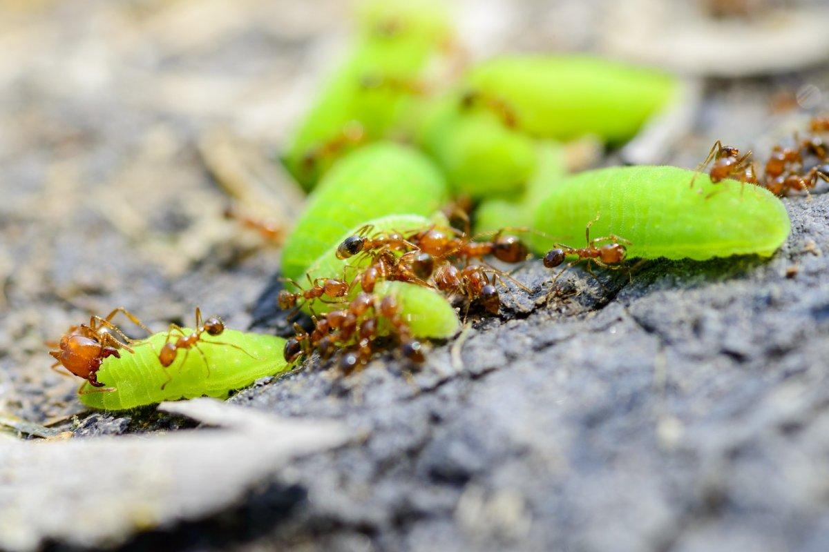 red imported fire ant is among the animals living in australia