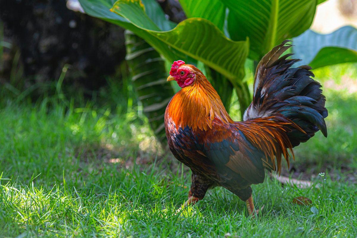 red junglefowl