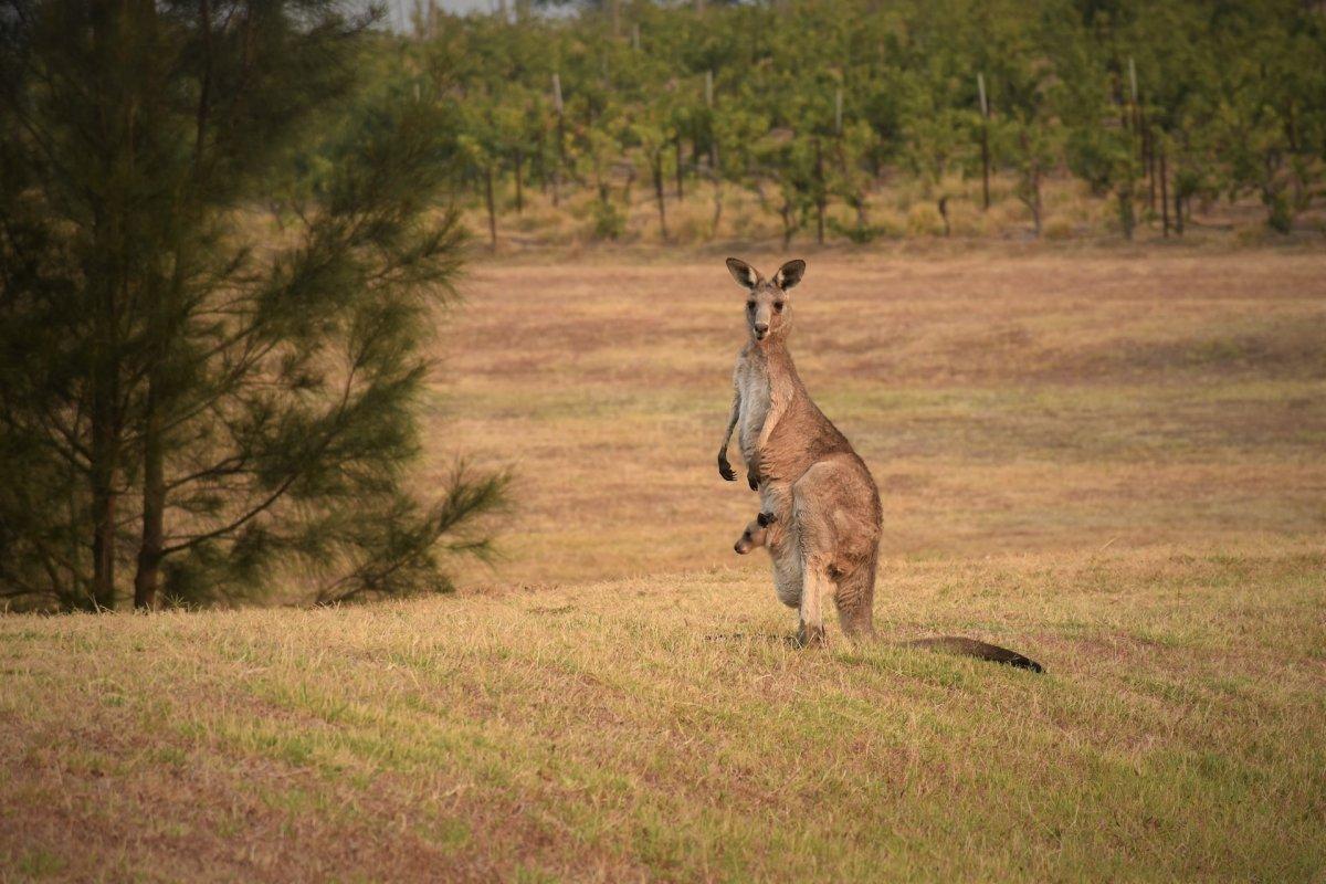 red kangaroo is among the animals that live in australia