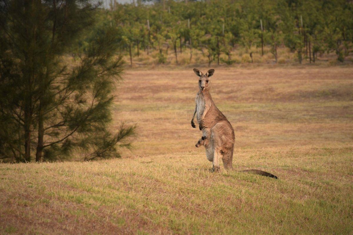 red kangaroo is among the animals that live in australia