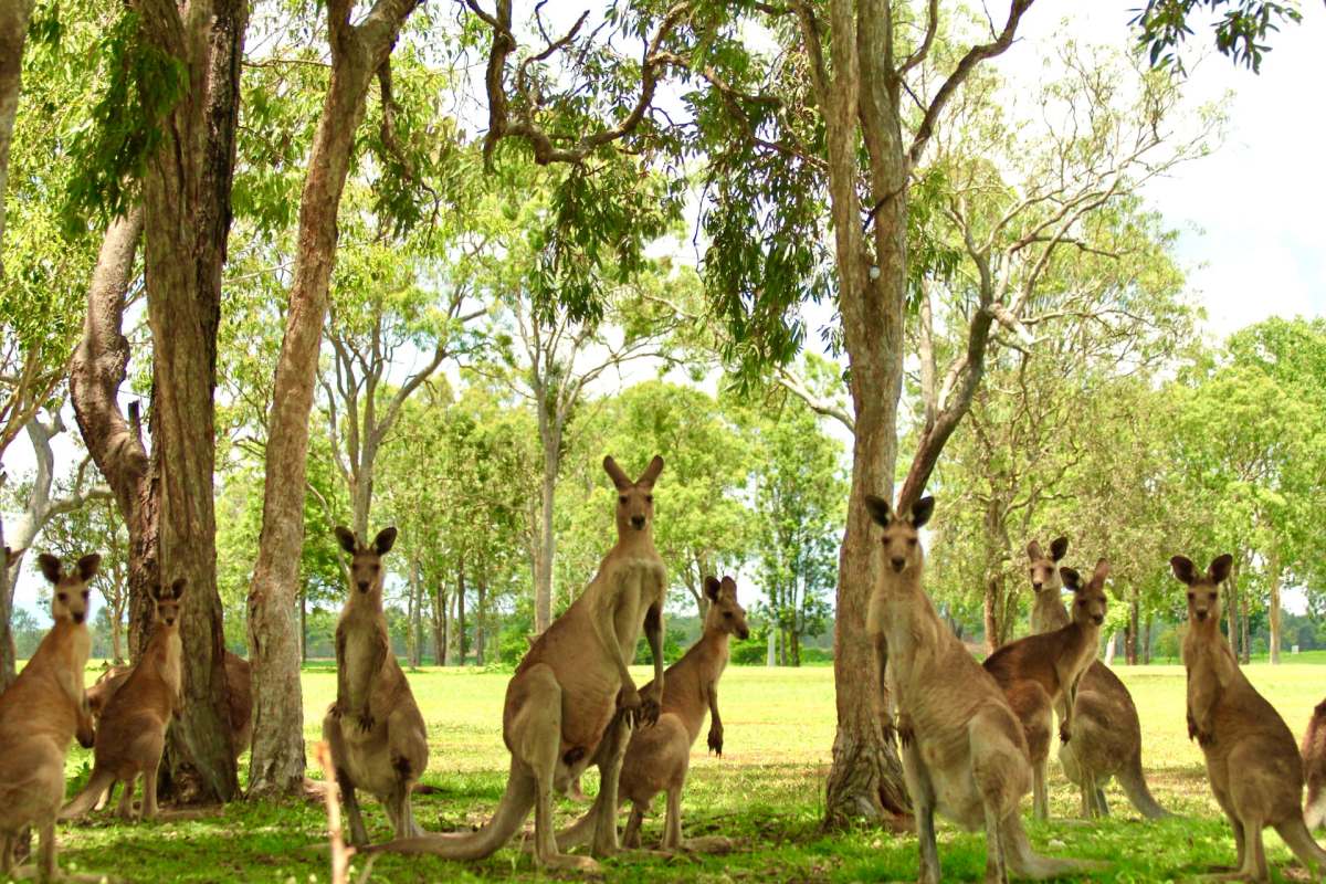 red kangaroo