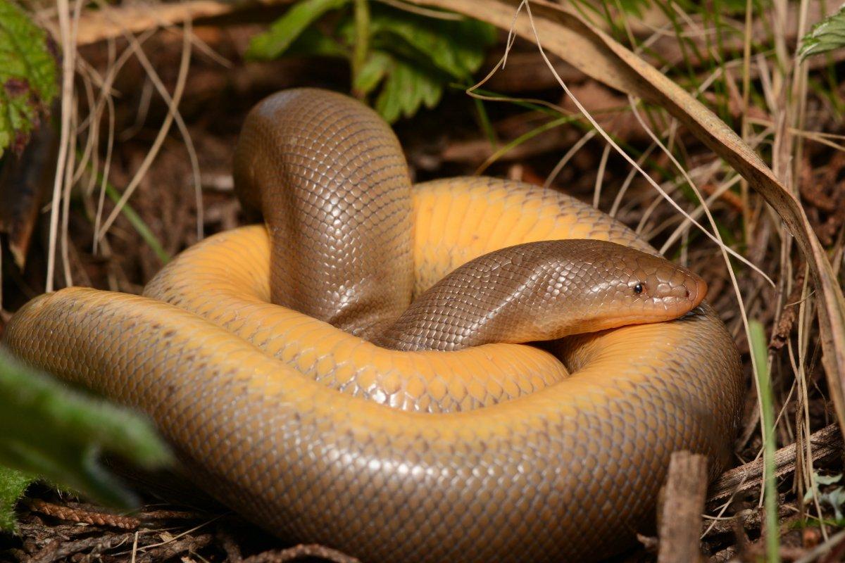 rubber boa is one of the common animals in canada