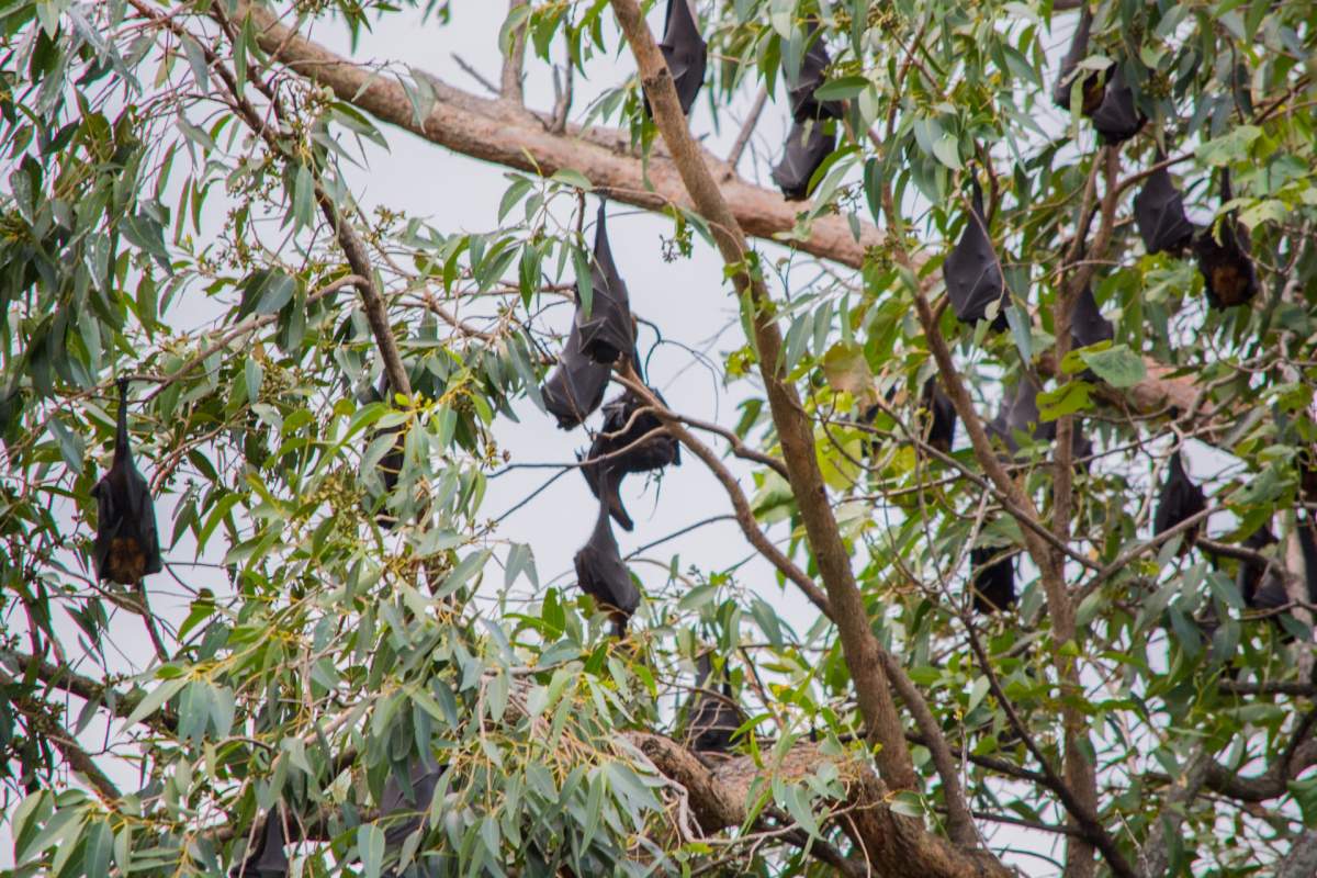 samoa flying fox is among the animals of samoa