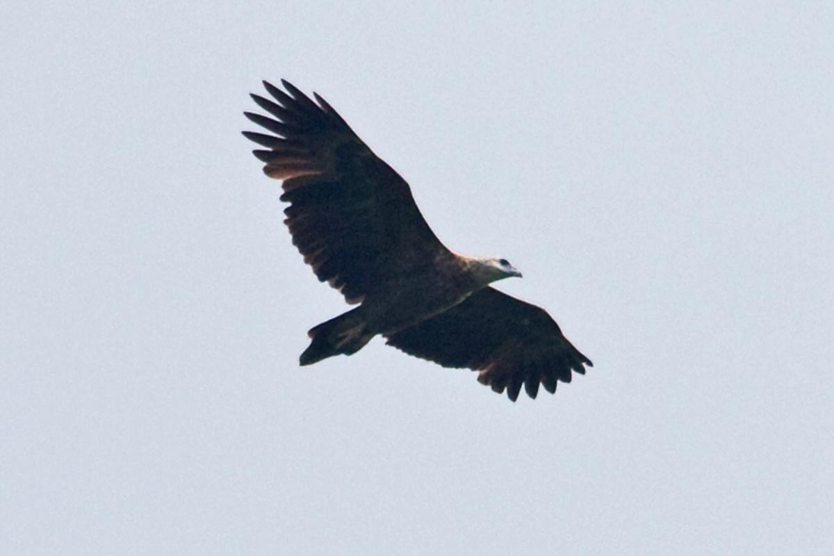 sanford's sea eagle