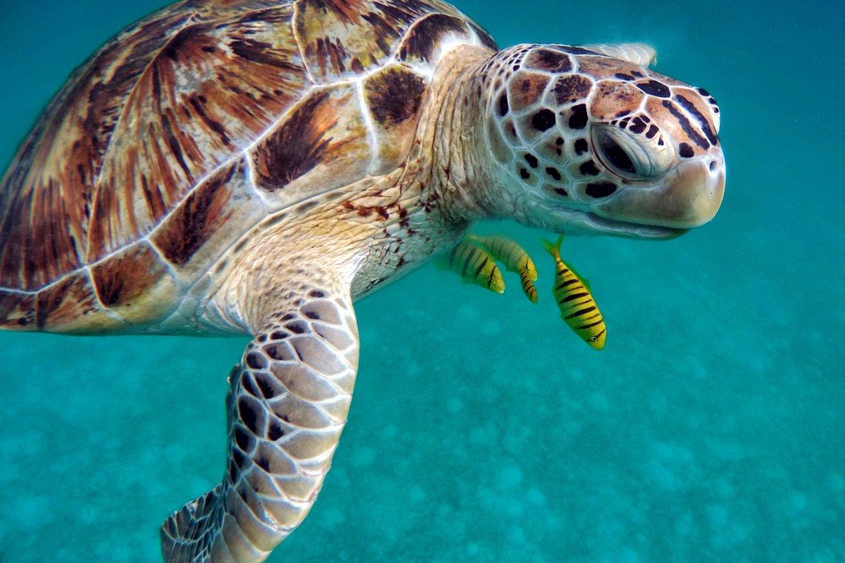 sea turtle is the national animals of solomon islands