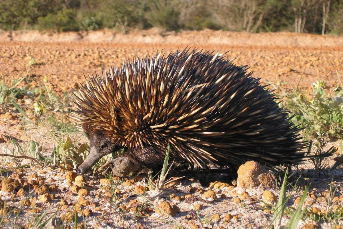 short beaked echidna