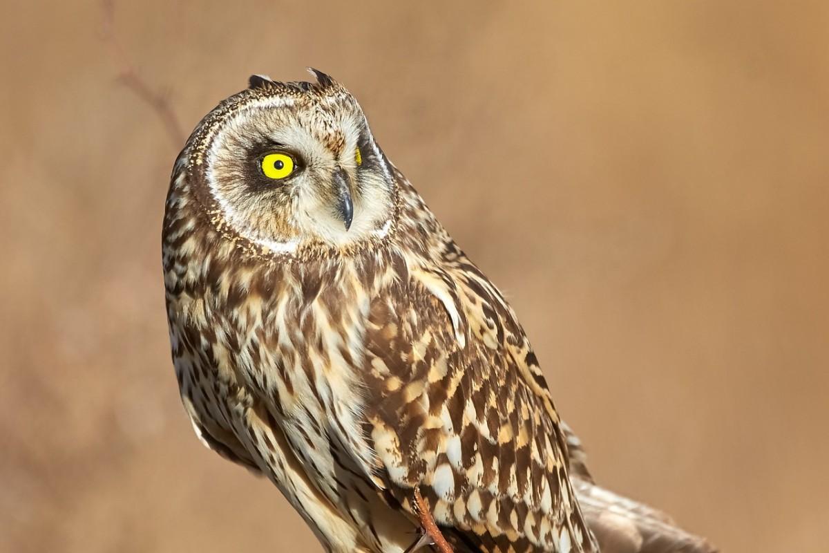 short eared owl is among the marshall islands animals