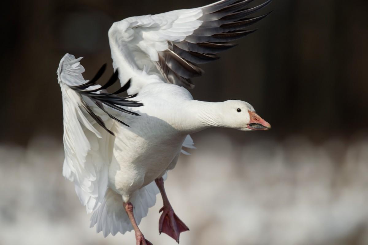 snow goose is among the popular canadian animals