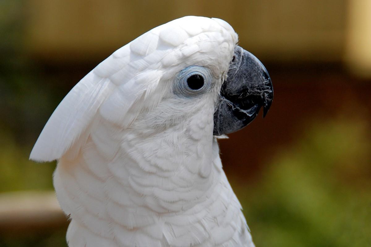 solomons cockatoo is part of the solomon islands wildlife