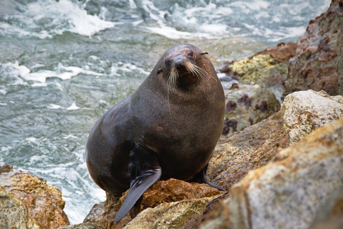 south australian fur seal