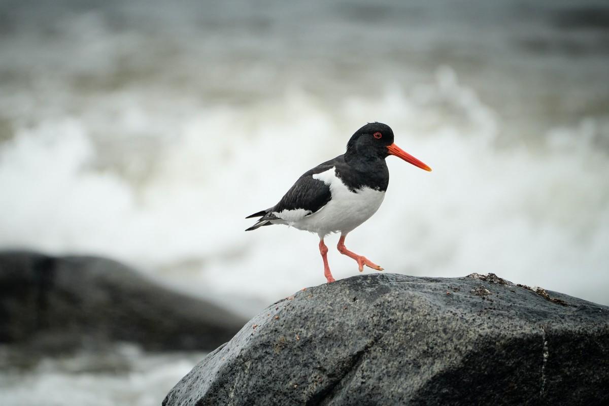 south island oystercatcher is one of the new zealand native animals