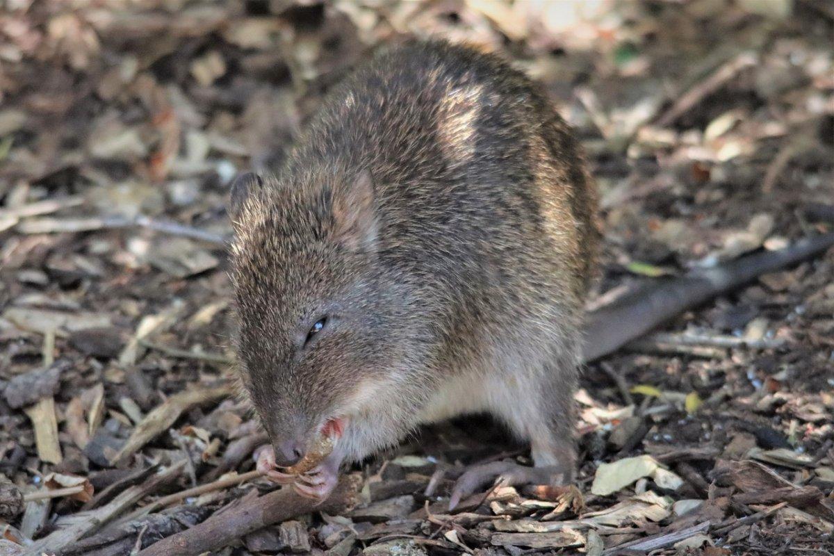 southern brown bandicoot