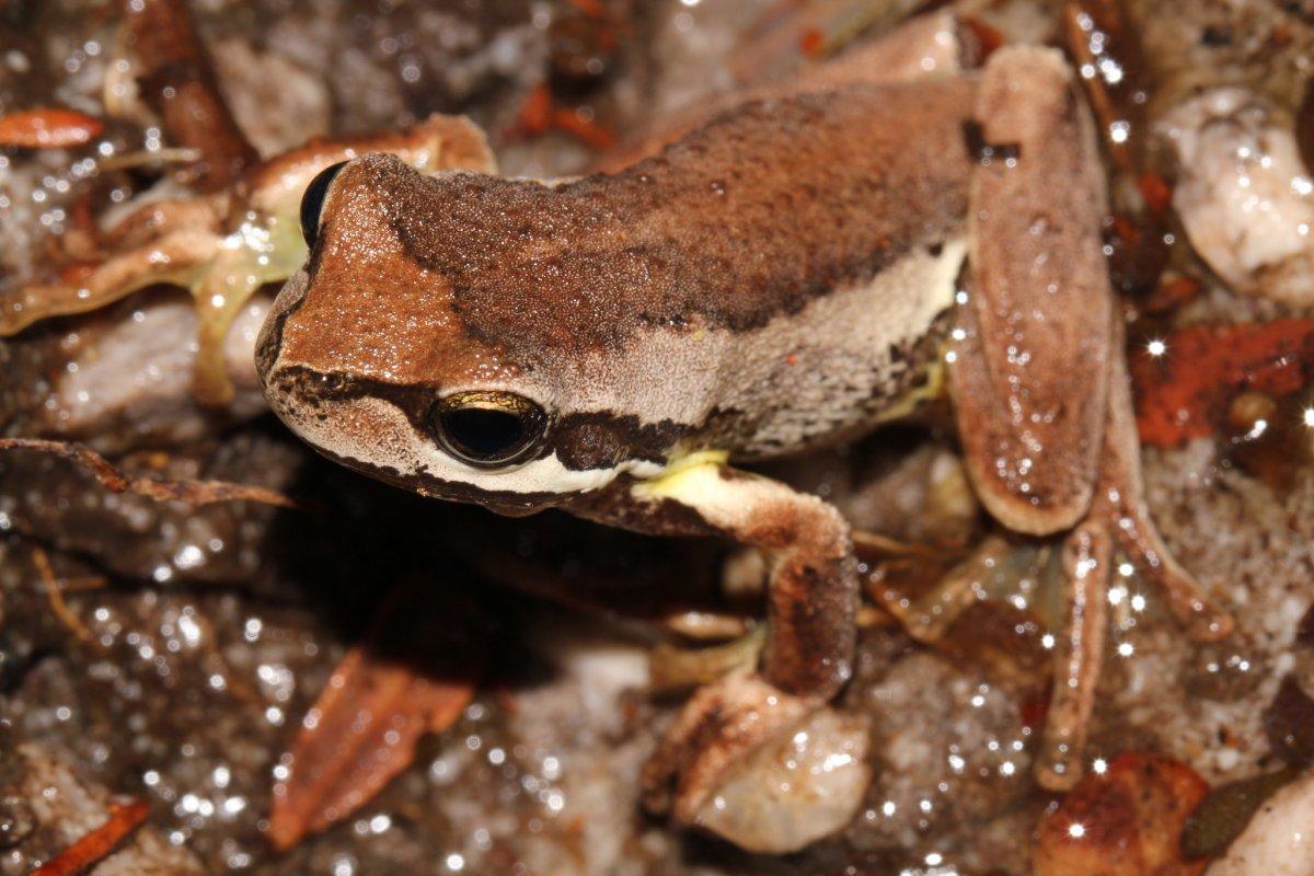 southern brown tree frog is a native tasmanian animals